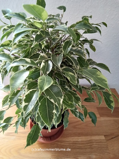 [Bild: ficus1.jpeg]